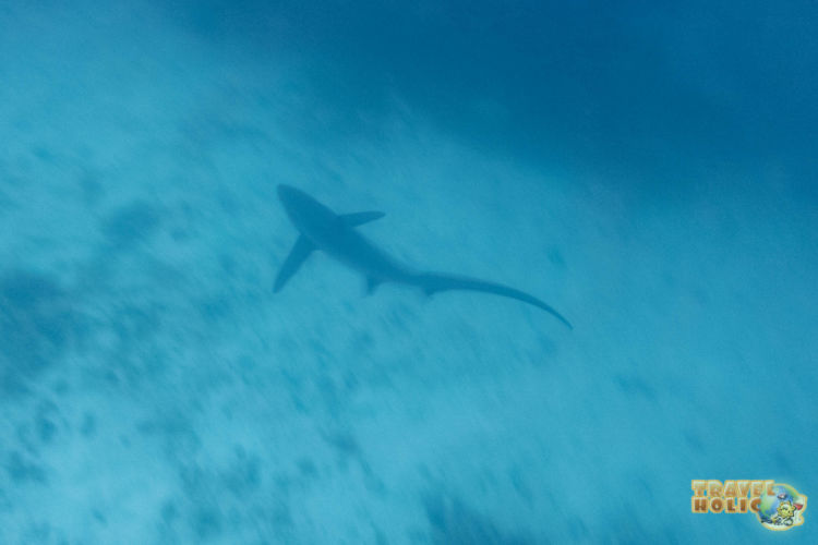 Requin renard vu en plongée à Malapascua