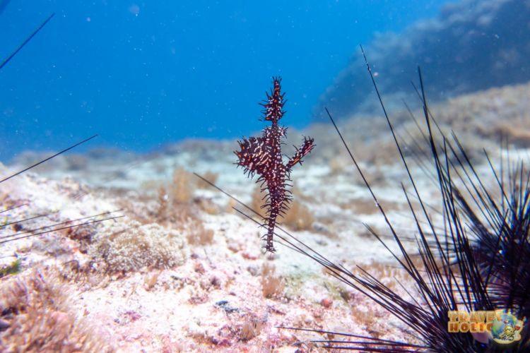 Poisson fantôme orné vu à Gato Island, Malapascua